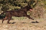 LABRADOR 667